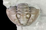 Wide, Enrolled Flexicalymene Trilobite In Shale - Ohio #72022-3